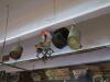 Everything on Ceiling - 3
